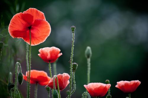 虞美人花赛牡丹,虞美人开花了太漂亮了