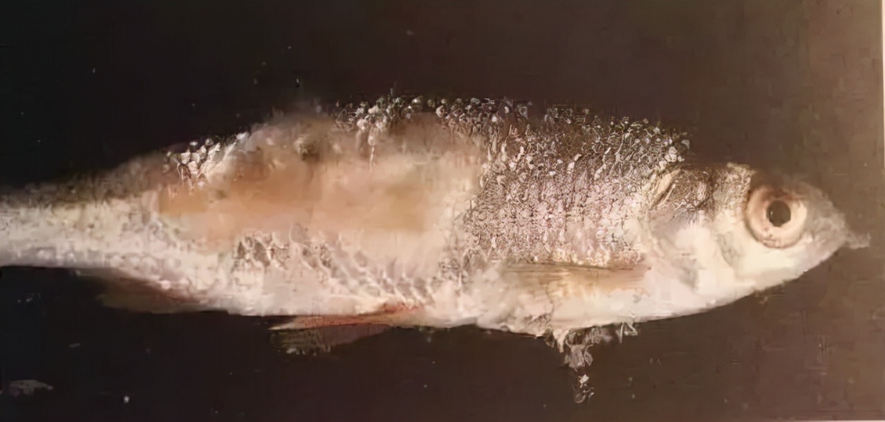 压箱底绝招，盐巴在水产上有大用