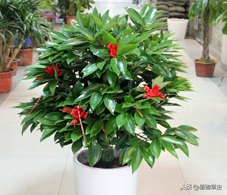 平安树叶子枯萎变干,平安树叶子蔫了为什么