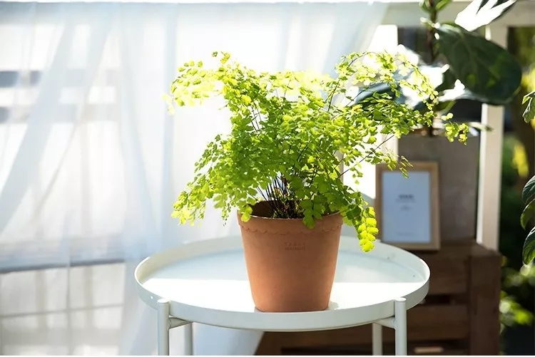 家庭养蝴蝶兰花如何养护,蝴蝶兰家庭养护诀窍非广告