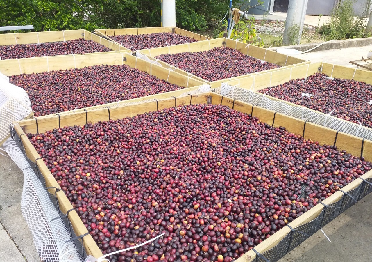 如何辨认好咖啡,如何判断一杯咖啡是好咖啡