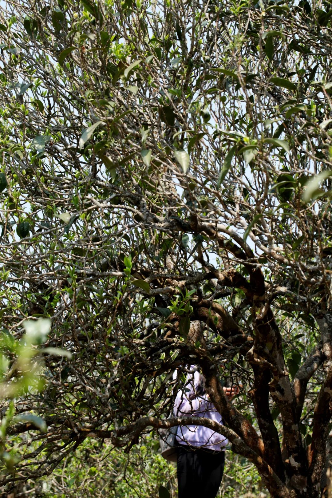 锅底塘和梅子箐区别,锅底塘梅子箐古树茶