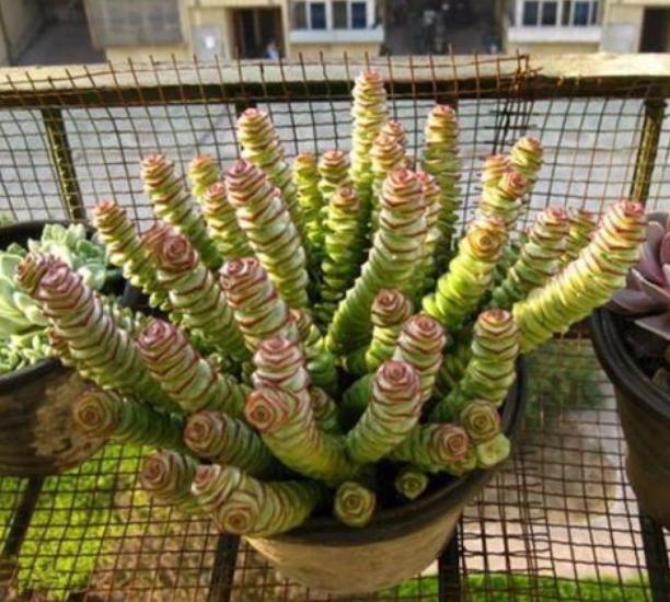 秋天怎么养钱串？4点养护小常识，助你收获满盆小铜钱