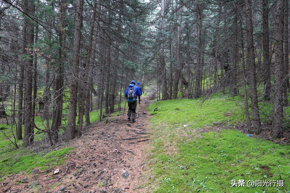静谧森林和沙漠交界处,静谧森林红色石头