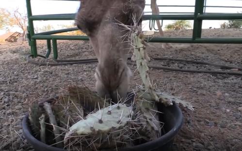 被称为沙漠之舟的骆驼站,被誉为沙漠之舟的骆驼原版