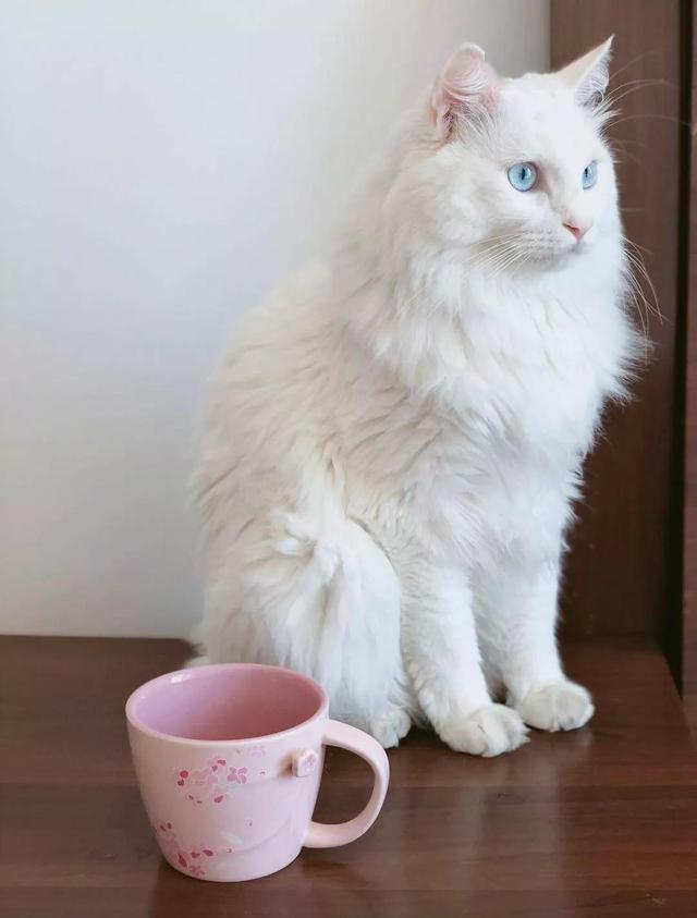 中华田园狮子猫多少钱一只,中华田园猫狮子猫蓝色眼睛