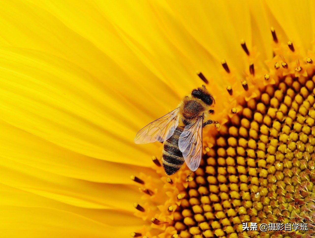 拍花朵的8个摄影技巧,拍花朵摄影技巧与方法图解