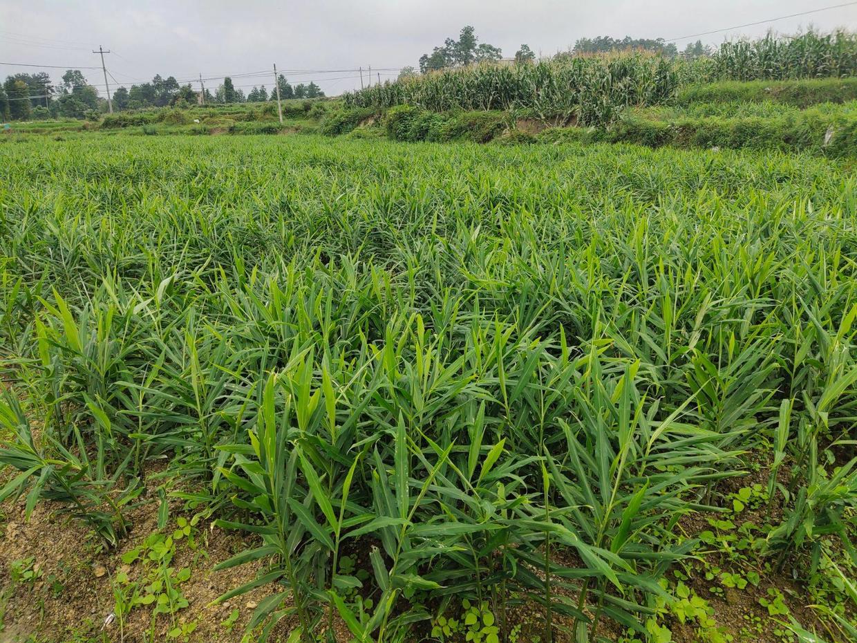生姜发芽了拿去种,生姜种在树叶下
