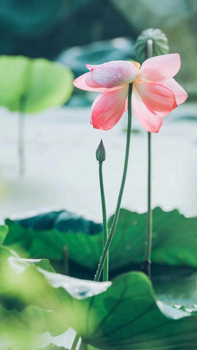 10首经典荷花诗词送你一夏清凉,最美的荷花诗词