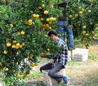 水果店怎样一年赚100万,水果店如何连环返钱
