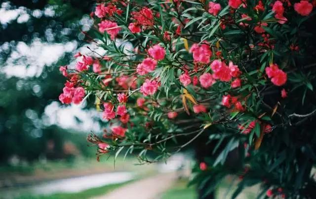 蚧壳虫白粉虱用什么特效药杀死,蚜虫红蜘蛛白粉虱蚧壳虫防治