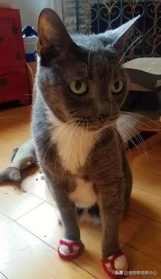 蓝猫洗澡闹脾气暴躁主人怎么制服,猫咪拖鞋蓝猫和白猫