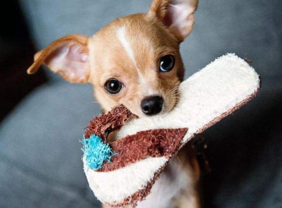 小狗崽不听话可以打吗,小狗崽一直咬东西怎么回事