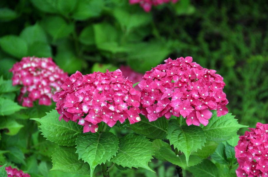 绣球花生长的最佳方法,绣球花卉一年四季养护