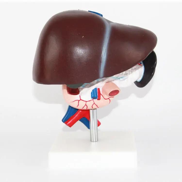 肝硬化早期发现还能活多少年,由乙肝引起肝硬化早期可以活多久