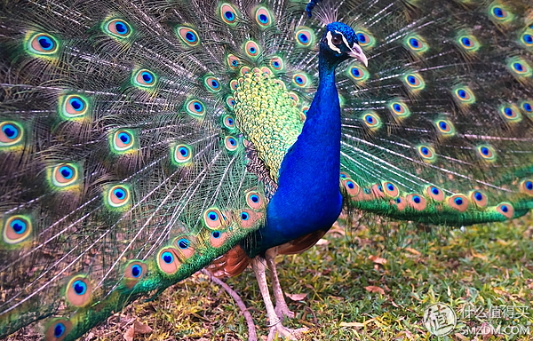 学习生活两不误--电视端那些必备的APP让我们的生活更美好