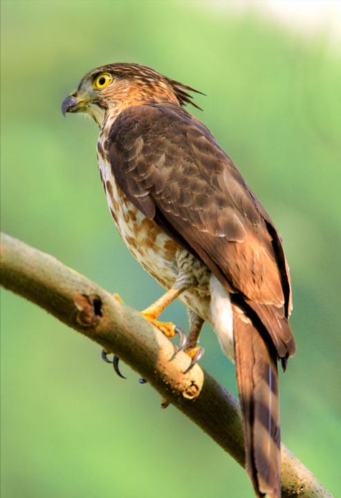 东江揽胜:收集常见鸟类图谱之猛禽篇,摄鸟人自留地,建议收藏