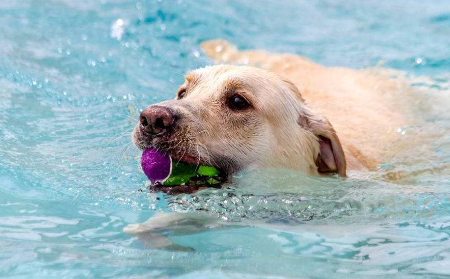 关于狗狗的8个秘密,关于狗狗的八个秘密你知道吗