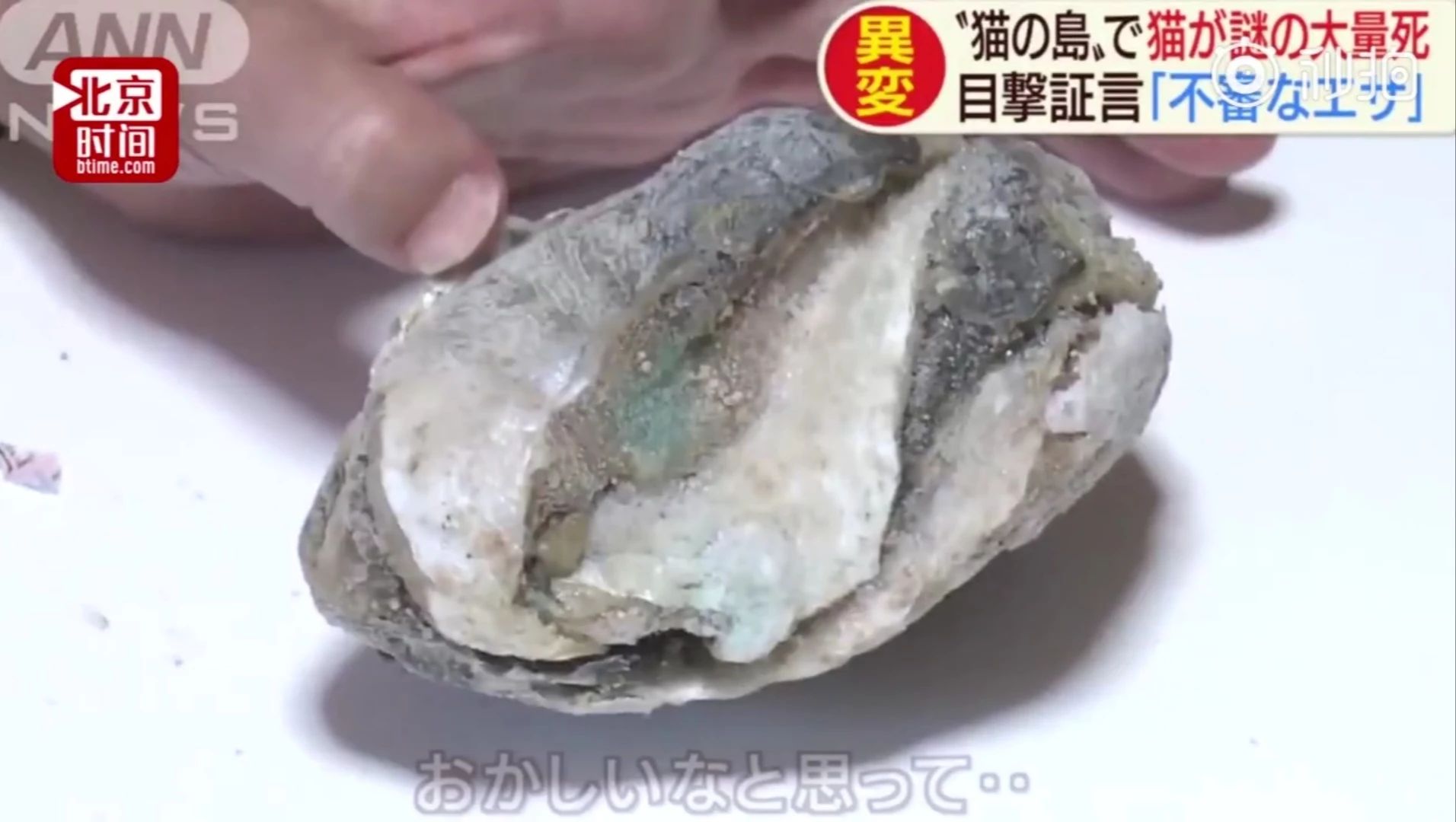 日本猫岛被投毒后现状,日本猫岛遭人投毒
