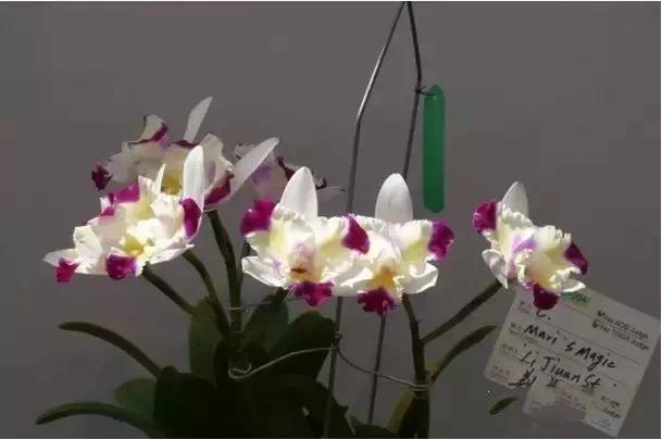 极品中的精品兰花,带你回忆天价兰花蕙兰篇