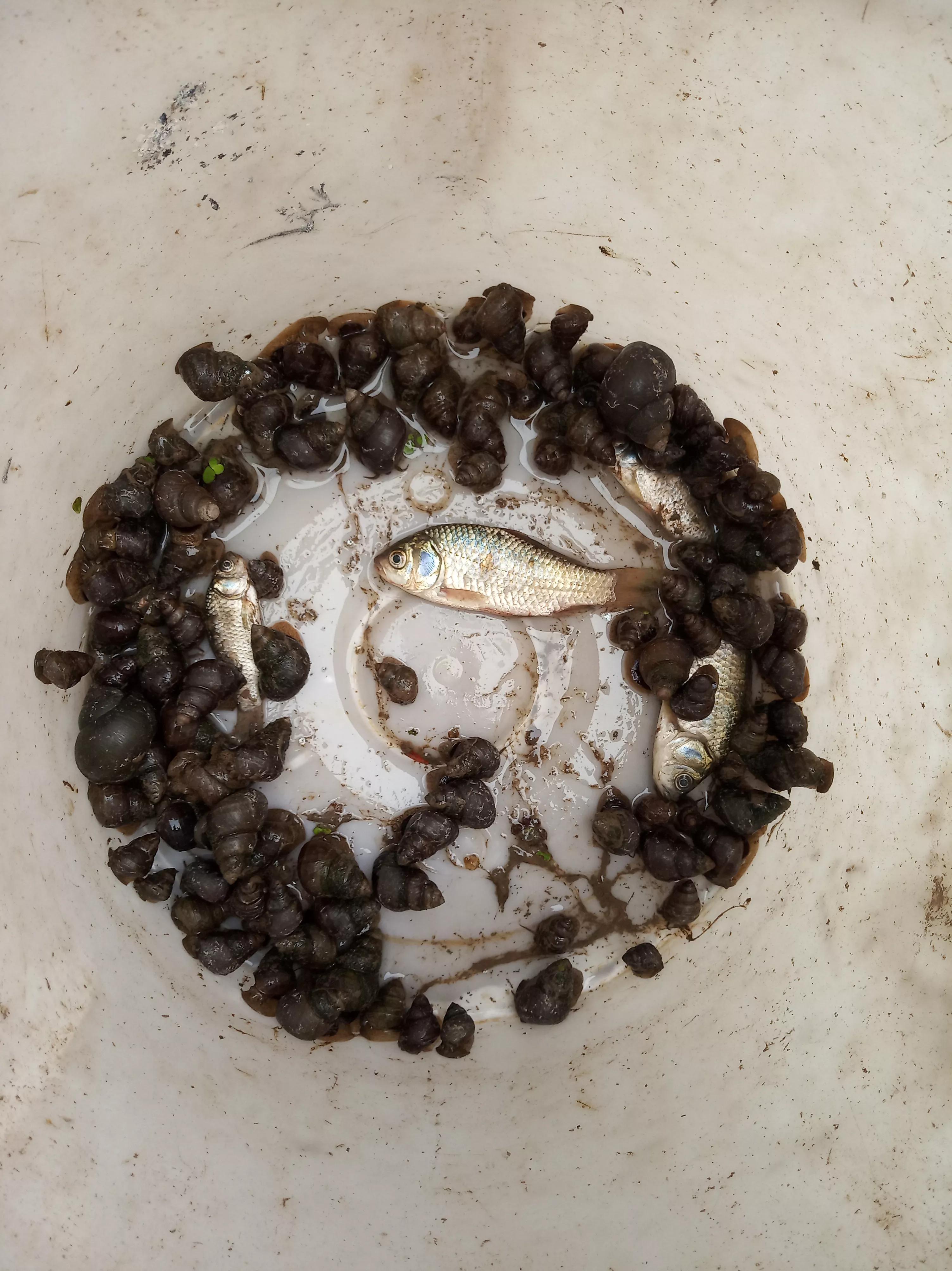 小龙虾养殖骗局大揭秘,科普小龙虾养殖