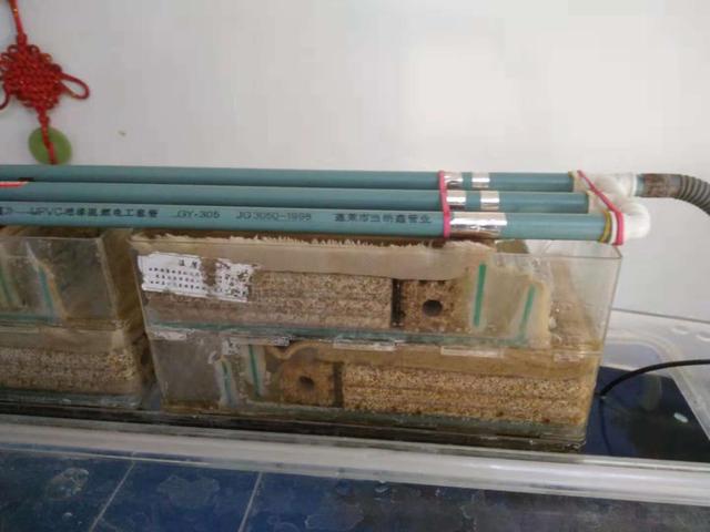 如何养好观赏鱼的正确方法,观赏鱼养殖中有什么现象