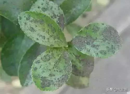 家庭防治虫害的最佳方法,病虫害防治小妙招