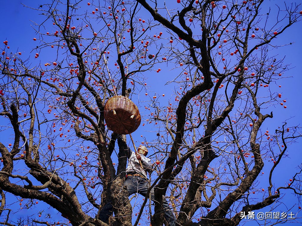 柿子怎么摘好吃又难摘,柿子在树上摘下来怎么弄才好吃