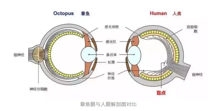人类是真的经过设计的吗,大胆的推测