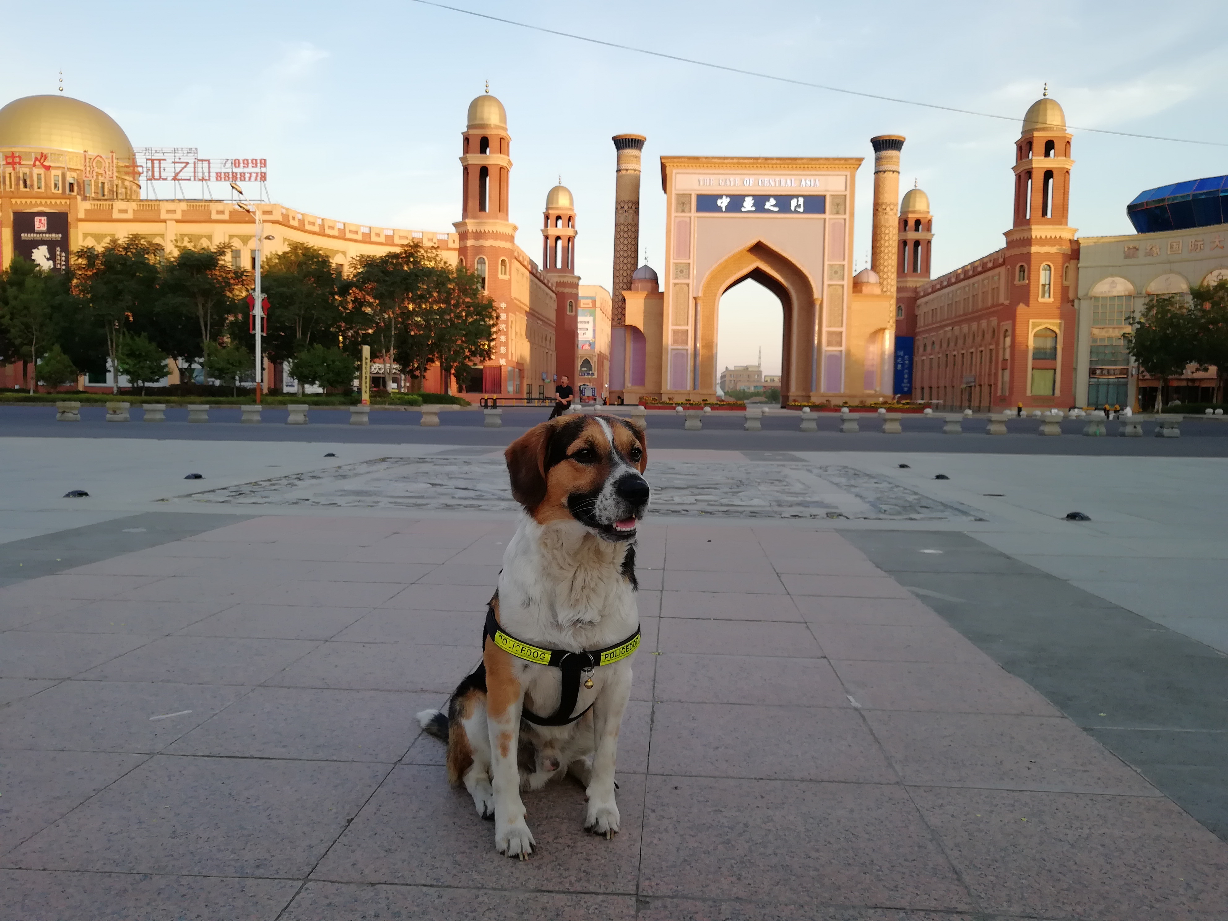 带狗自驾新疆注意事项,想带狗狗去新疆