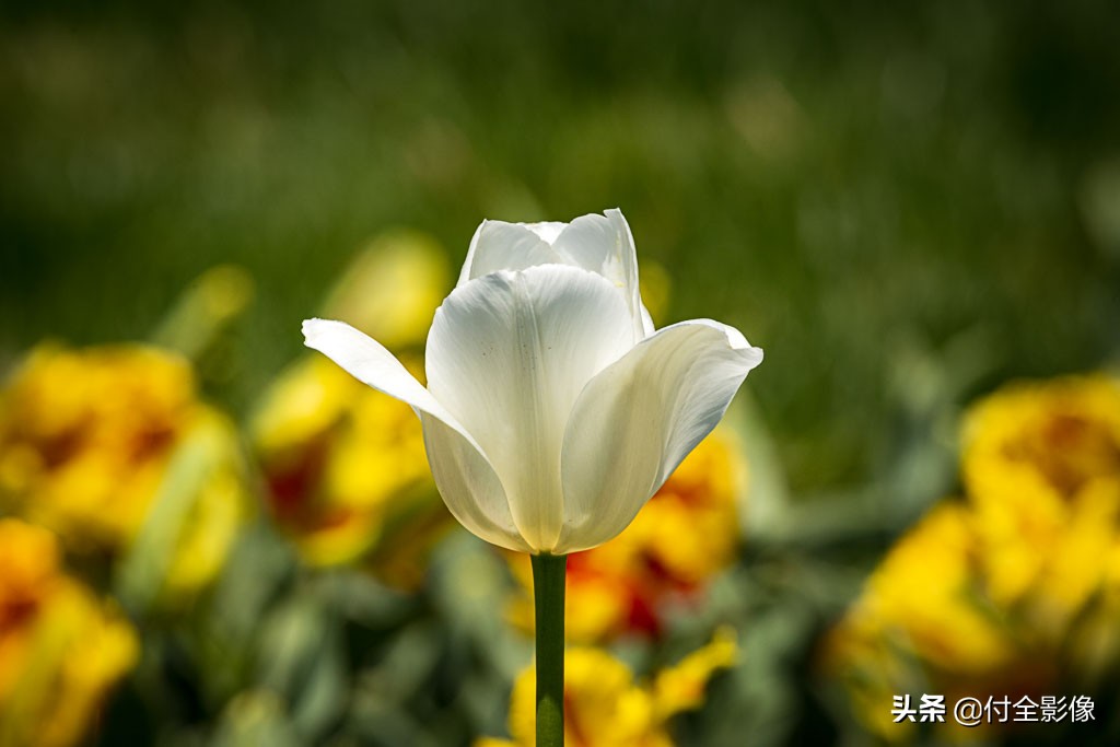 北京国际鲜花港门票优惠,北京国际鲜花港夏天