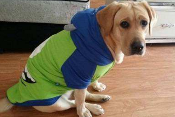 母狗发情会有哪些症状？如果不想让它生崽，那就别让公狗接近它！