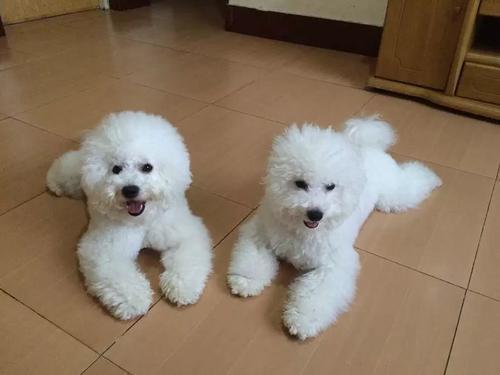 比熊对主人叫怎么回事,为什么主人回来狗会激动