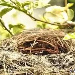 鸟类如何躲避狂风暴雨呢,所有鸟窝没有顶遇到大雨怎么办