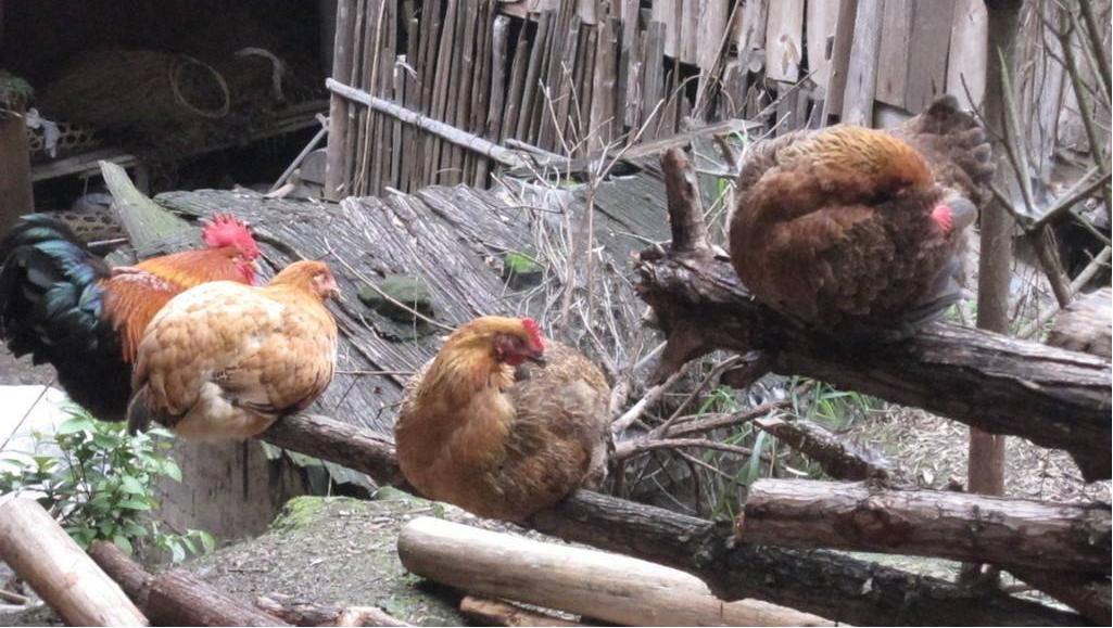 鸡急性流感治疗方法,鸡流感怎么治疗