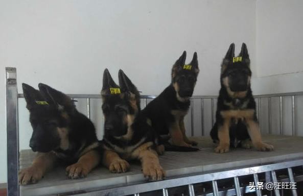 德牧的优点和缺点适合新手,什么样的德牧最漂亮