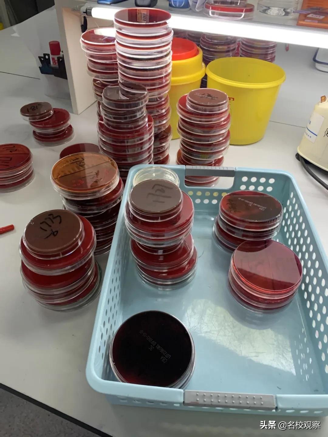 当医学生是什么样的感受,当一名医生的感受