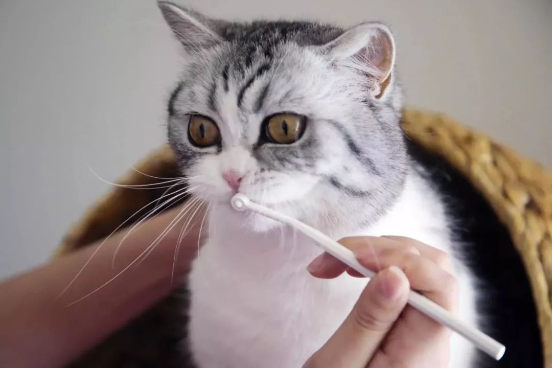 如何改善猫咪的口臭吃什么,铲屎官如何搞定猫咪的坏脾气