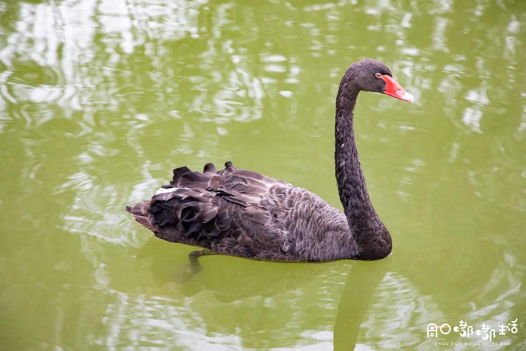 说一说周口师范学院,河南之最之周口师范学院