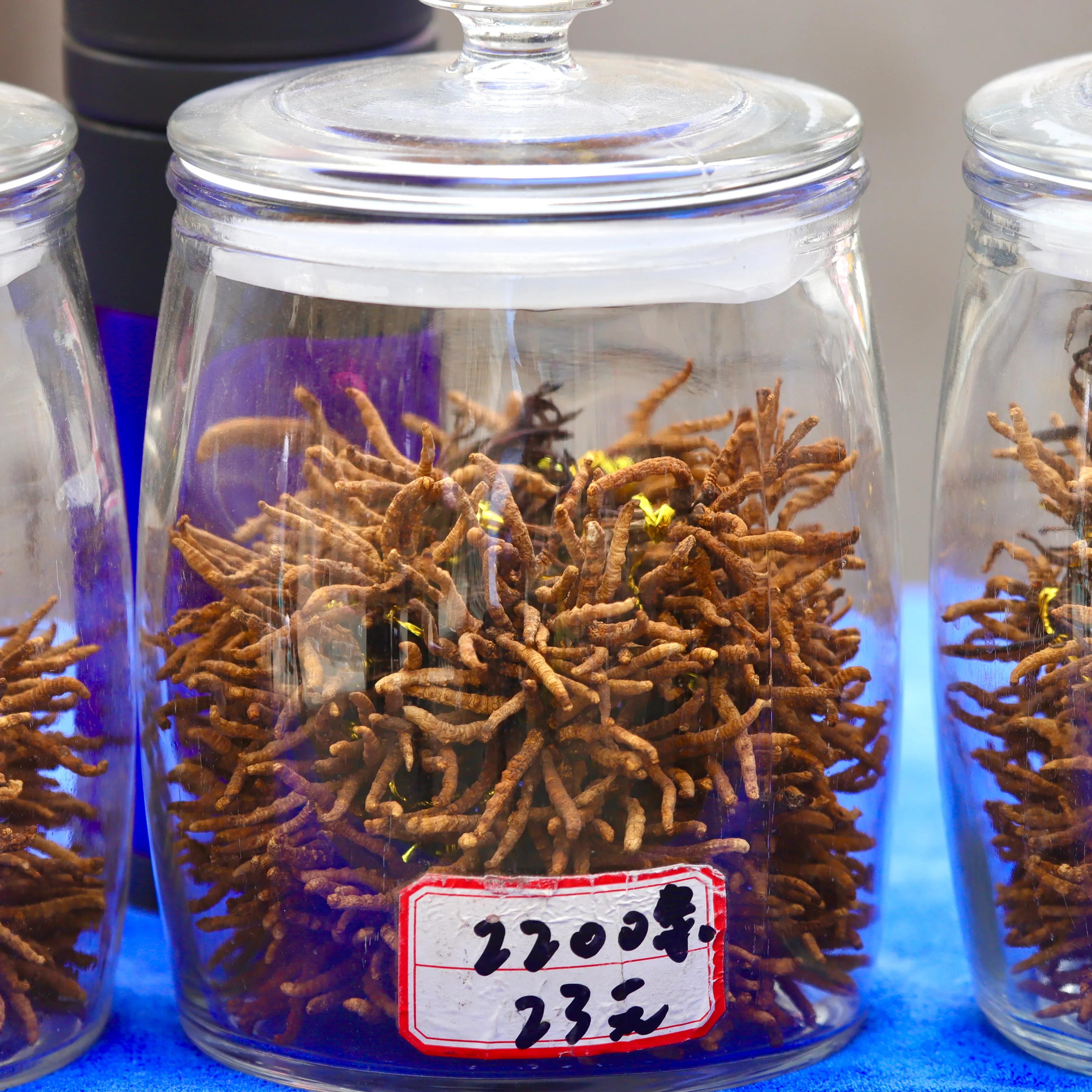 中国最大虫草市场,全国最大冬虫夏草集散地