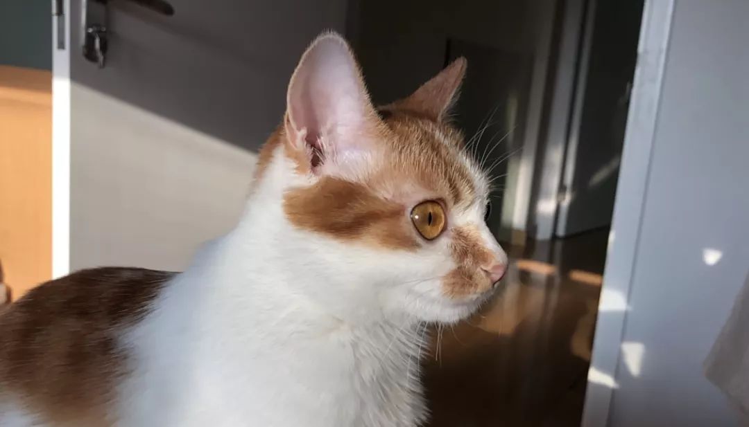 怎么预防猫咪黑下巴,三分钟搞定猫咪黑下巴问题