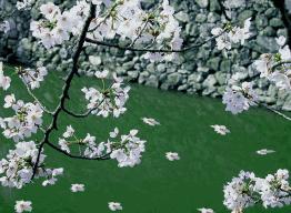 闲看庭前花开花落全诗,闲听花开花落整首诗