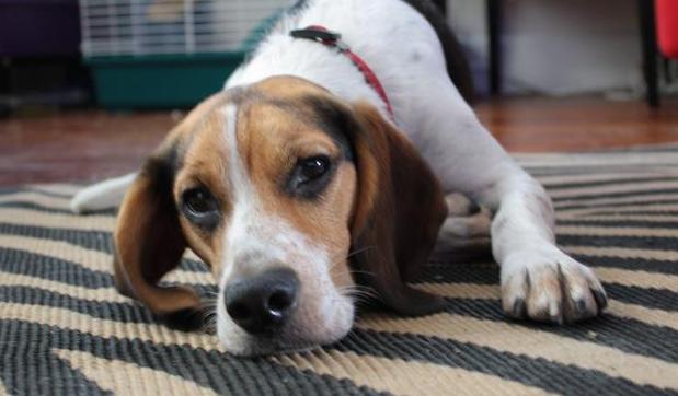 遛狗时间不规律会影响狗狗健康吗,小型犬不遛狗对狗有什么危害