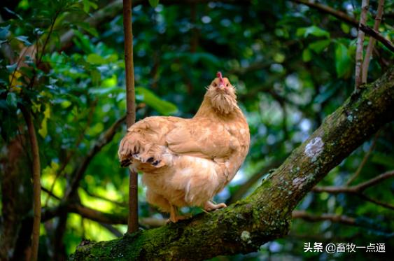 肉鸡进栏后多少天消毒,肉鸡饮水消毒最佳方法