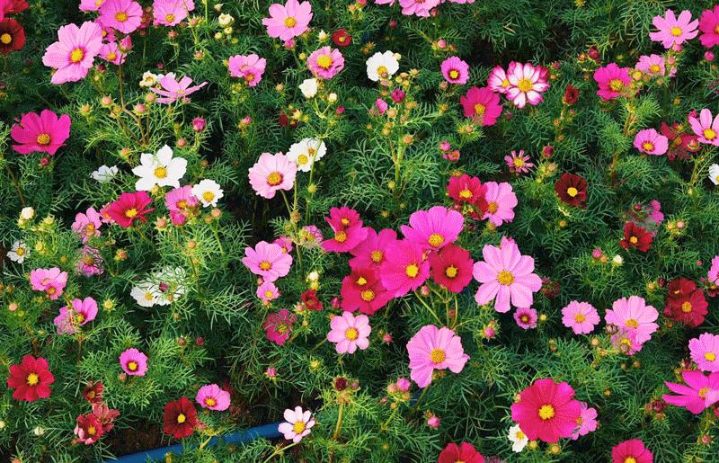 海心沙的花海美爆了,广州海心沙花海