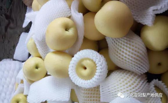2023年皇冠梨入库行情,皇冠梨入库温度要求