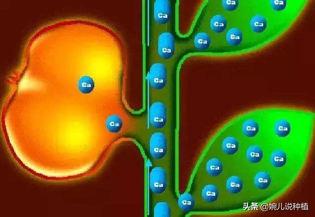 怎么补充钙肥,钙肥怎么补最快最有效