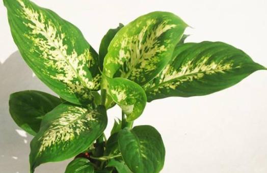 多放些绿植还能让室内充满生机,屋里养什么绿植吸收尼古丁和尘土