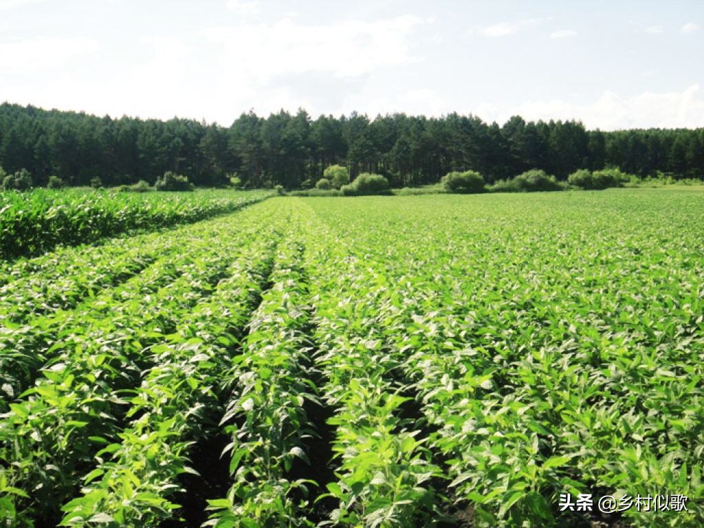 大豆产量高还是黑豆产量高,黑豆种植和大豆一样吗