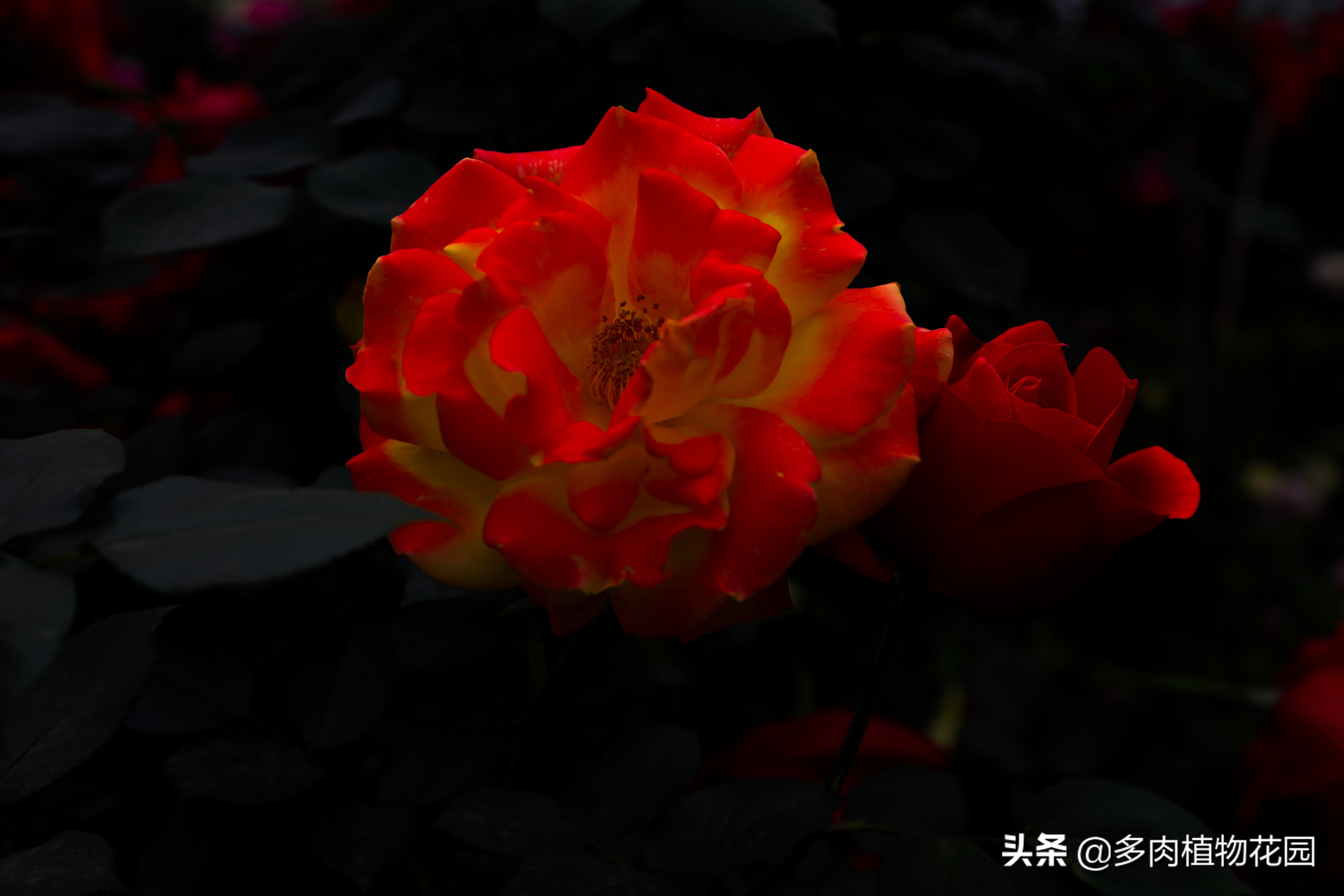 月季花霜霉病治疗方法,预防月季花霜霉病使用什么药